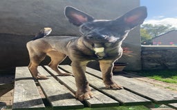 Mixed Breed dogs for sale: Staffy x Akita x ridgeback Girl  - Image 8