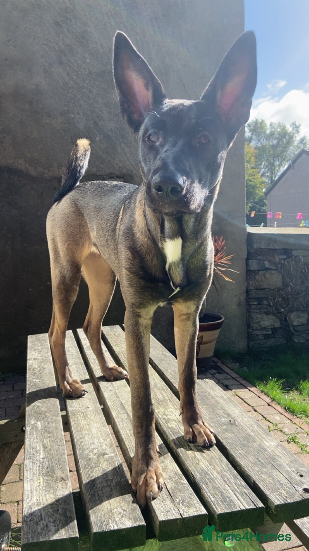 Mixed Breed dogs for sale: Staffy x Akita x ridgeback Girl  - Image 8