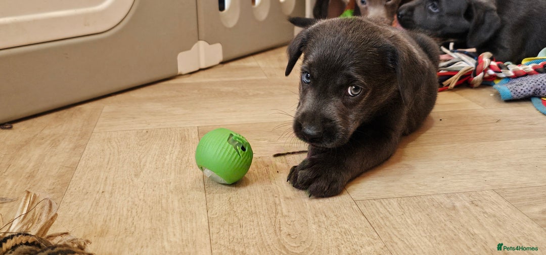 Labrador Retriever dogs for sale: THE LAST 4 KC HEALTH TESTED LABS READY TO NOW.  - Image 10