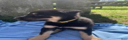 Mixed Breed dogs for sale: Australian Kelpie x Collie Pups in Llangadog - Advert 18
