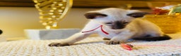 Oriental cats for sale: Superb TICA Registered Siamese & Oriental Babies - Advert 2