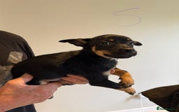 Australian Kelpie dogs for sale: Australian Kelpie puppies  - Image 13