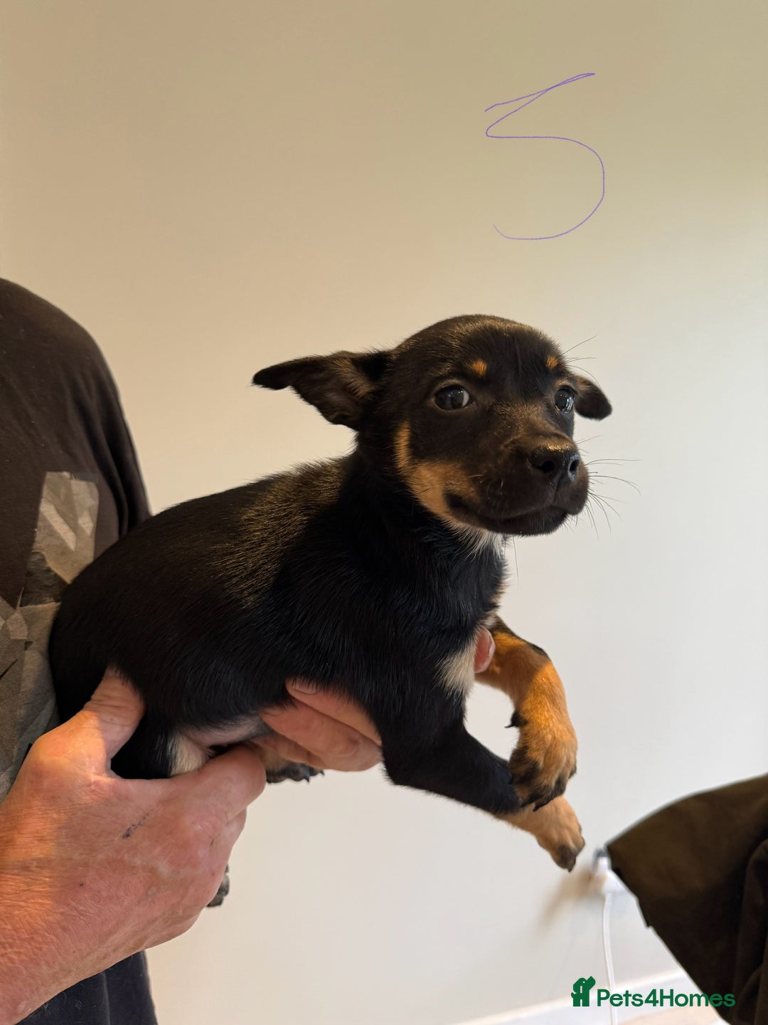 Australian Kelpie dogs for sale: Australian Kelpie puppies  - Image 13