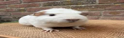 Guinea Pig rodents for sale: Handsome board  - Advert 3