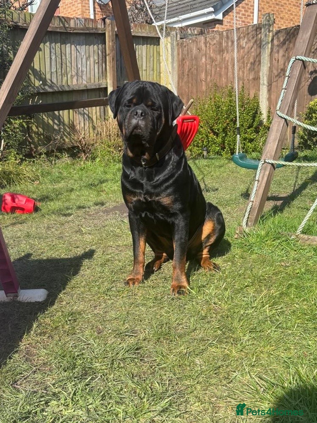 Rottweiler dogs for stud: Proven KC Rottweiler At Stud  in Bacup - Image 1