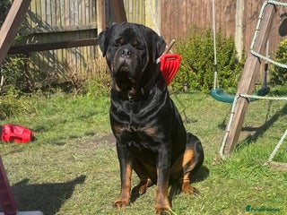 Rottweiler dogs in Bacup - Advert 2