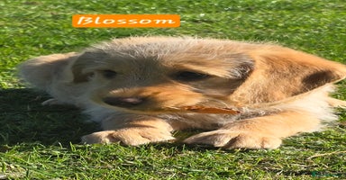 Labradoodle dogs - Advert 2