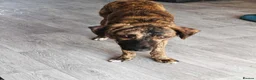 Mixed Breed dogs for adoption: Meet Jet, currently residing in Hull in Hull - Advert 3