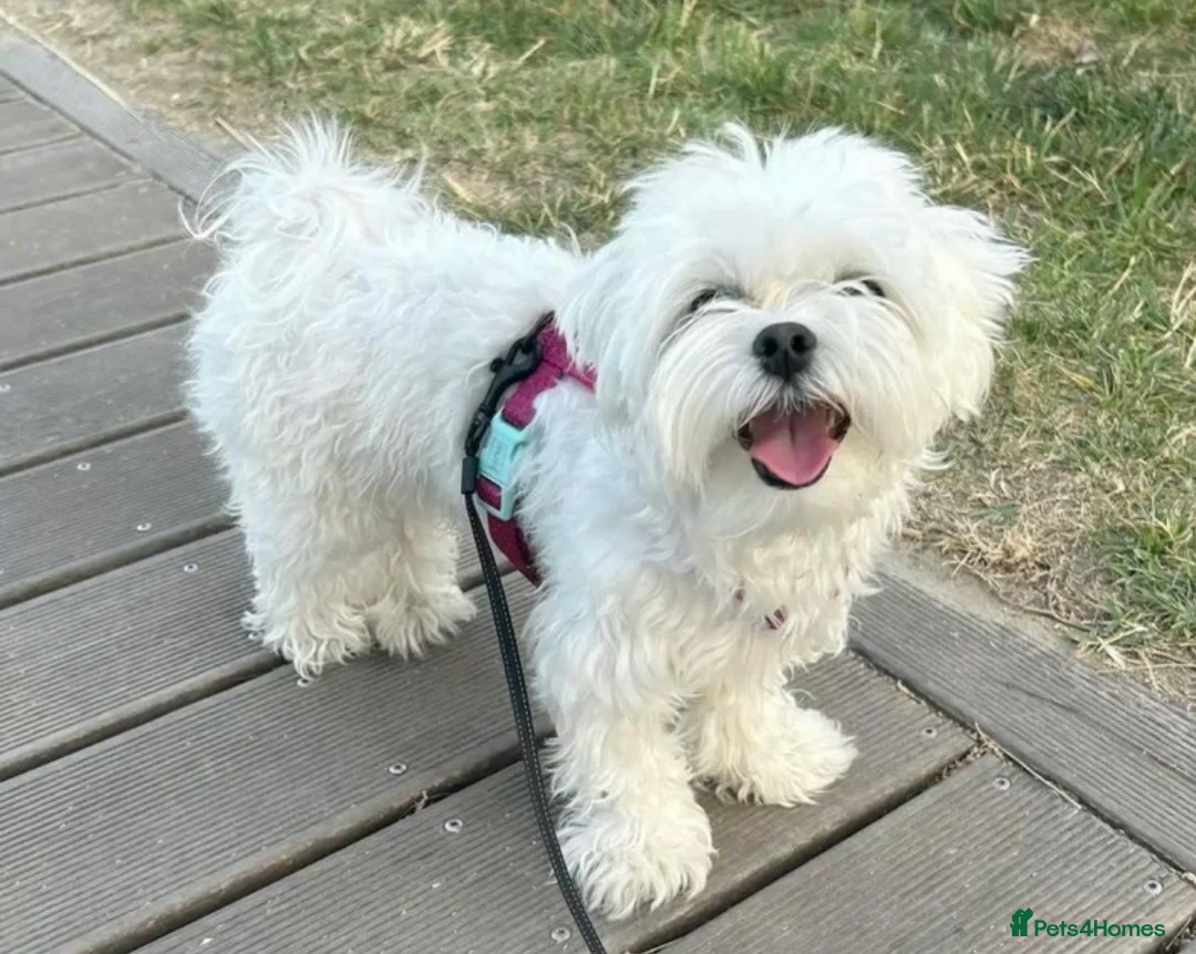 Maltese dogs for sale: Purebred Maltese Puppies Ready Now - Advert 4