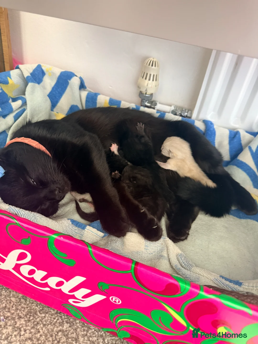 Mixed Breed cats for sale: 2 kittens for sale - Advert 1