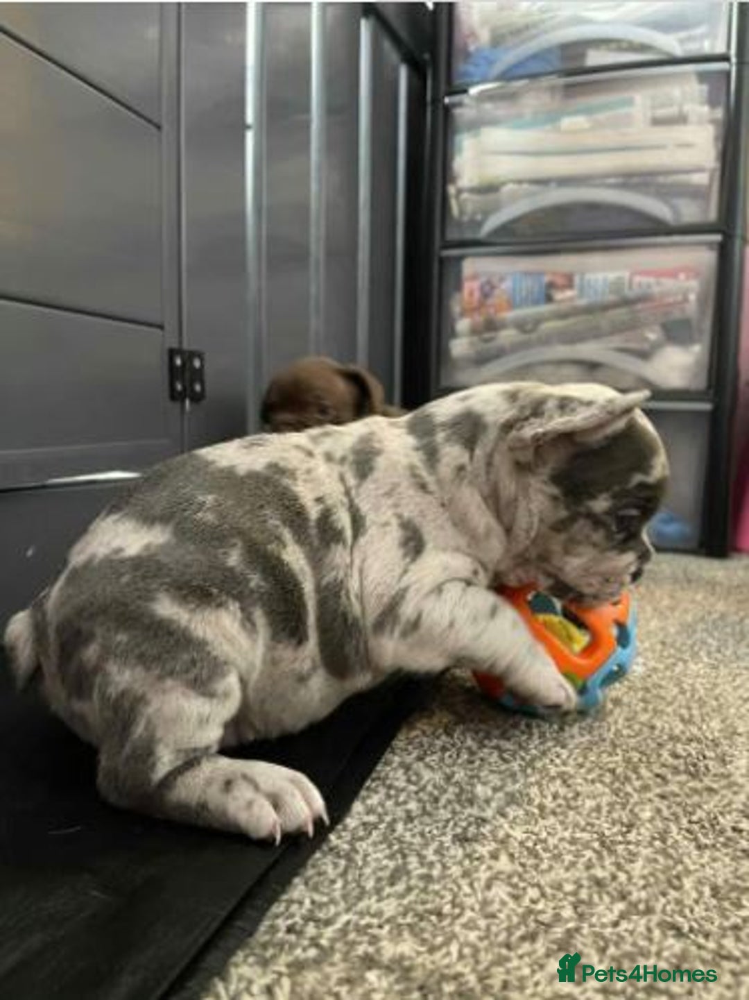 French Bulldog dogs for sale: French Bulldog Puppies ready for new Home - Image 4