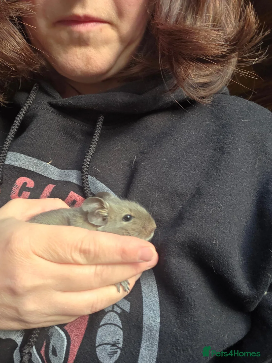 Degus rodents for sale: Baby degus  - Advert 1