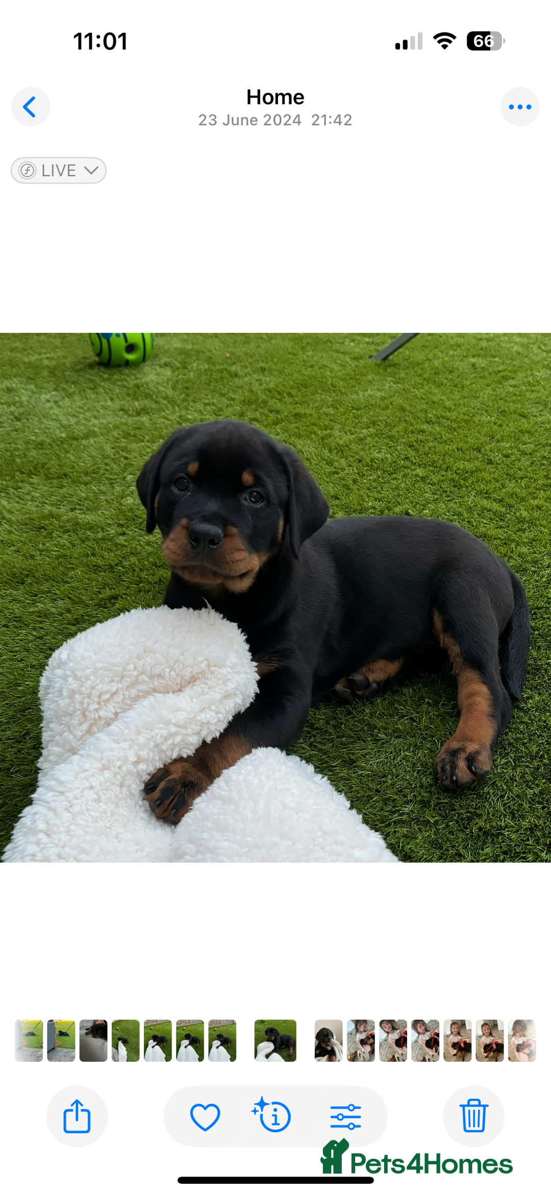 Rottweiler dogs for sale: Bear 2 year old Rottweiler  - Advert 6