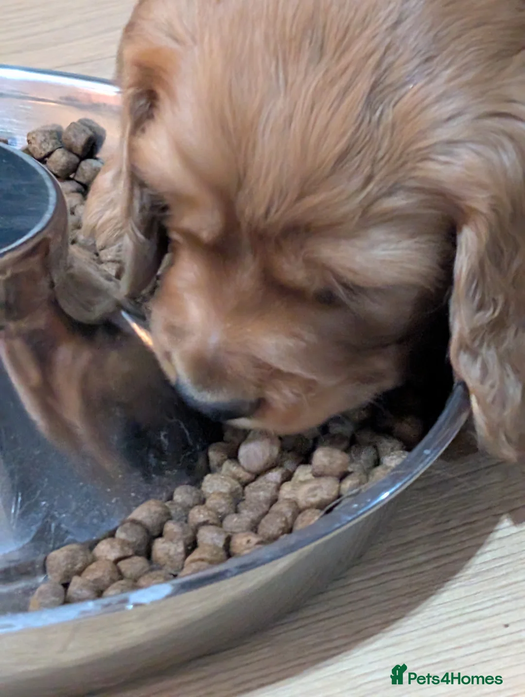 Cocker Spaniel dogs for sale: Adorable healthy Cocker Spaniel puppies - Advert 6