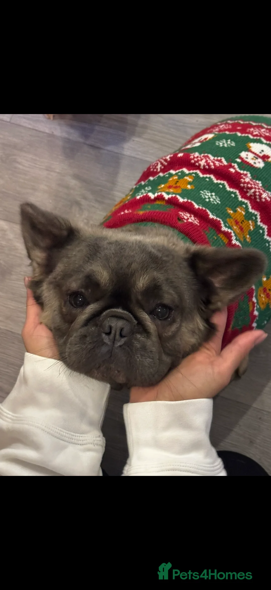 French Bulldog dogs for sale: Female KC registered fluffy French bulldog  in Birmingham - Advert 2