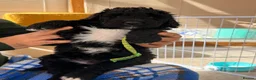 Bernedoodle dogs for sale: Stunning bernedoodle pups puppies  - Advert 7