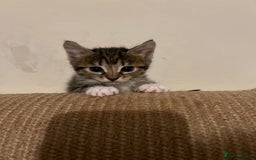 Savannah cats for sale: Savannah SBT adorable silver spotted boys and girl - Image 12