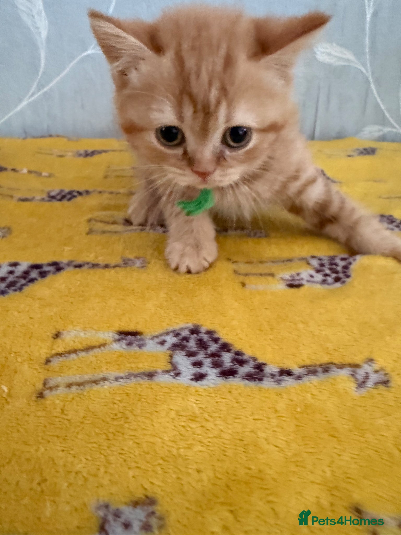 British Shorthair cats RED BRITISH SHORTHAIR KITTEN - Advert 1