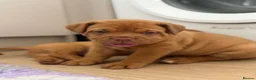 Dogue De Bordeaux dogs for sale: Dogue de bordeux puppies  - Advert 6