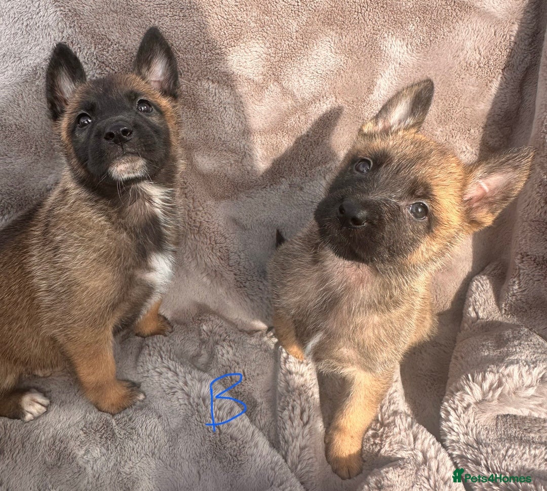 Belgian Shepherd Dog dogs for sale: Dutch Herder Puppies  - Image 19
