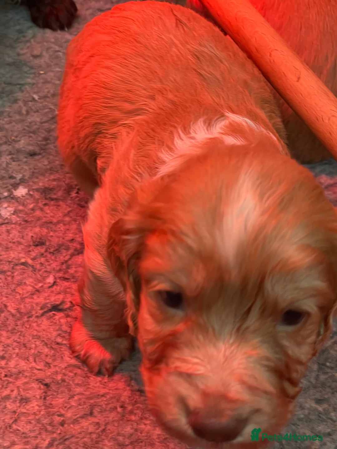 Cocker Spaniel dogs for sale: Working cocker spaniel pups  - Advert 2