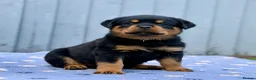 Rottweiler dogs for sale: 5 Exceptional KC Registered Rottweiler Puppies - Advert 8