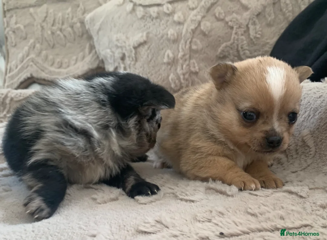 Pomchi dogs for sale: Merle pomchi - Advert 2