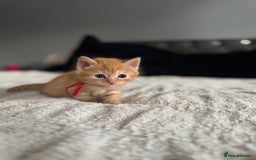 Domestic Shorthair cats for sale: 6 beautiful kittens - Image 19