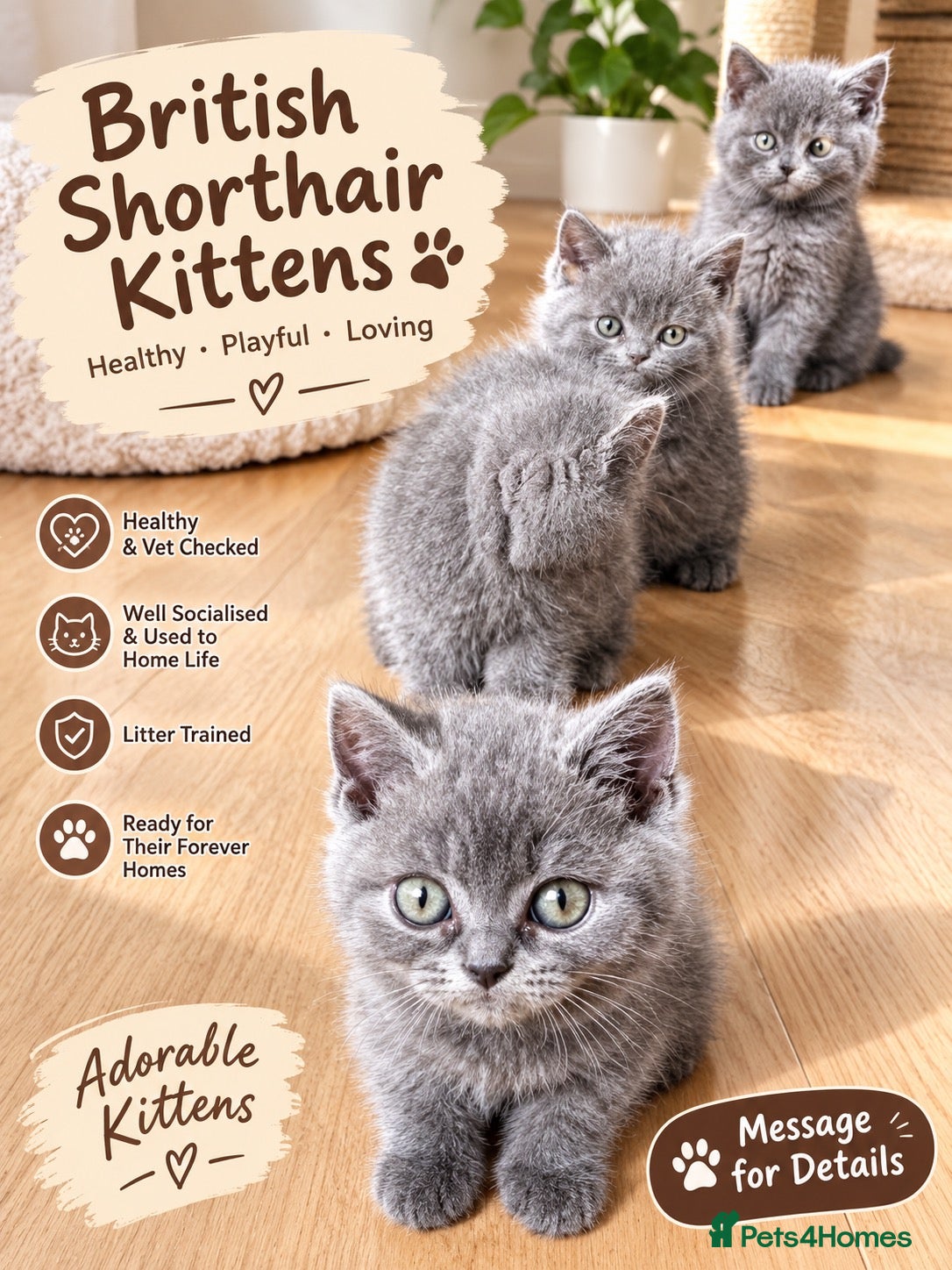 British Shorthair cats 🐾 5 Beautiful Male Kittens - Advert 13