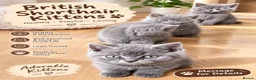 British Shorthair cats for sale: 🐾 5 Beautiful Male Kittens in Sheffield - Advert 1