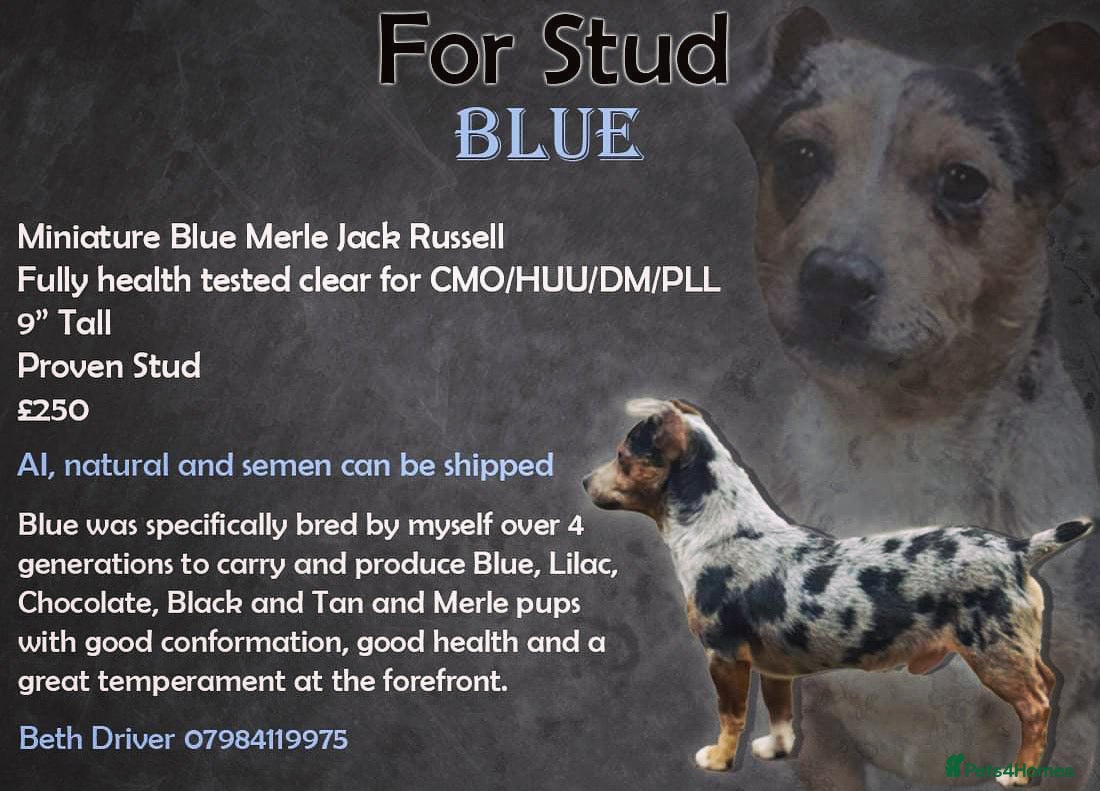 Jack Russell dogs miniature blue merle jack Russell stud in Huddersfield - Advert 4