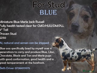Jack Russell dogs in Huddersfield - Advert 10