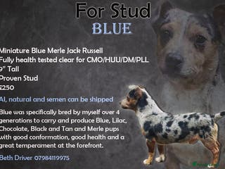 Jack Russell dogs miniature blue merle jack Russell stud in Huddersfield - Advert 4