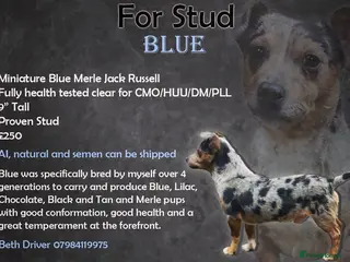 Jack Russell dogs miniature blue merle jack Russell stud in Huddersfield - Advert 1