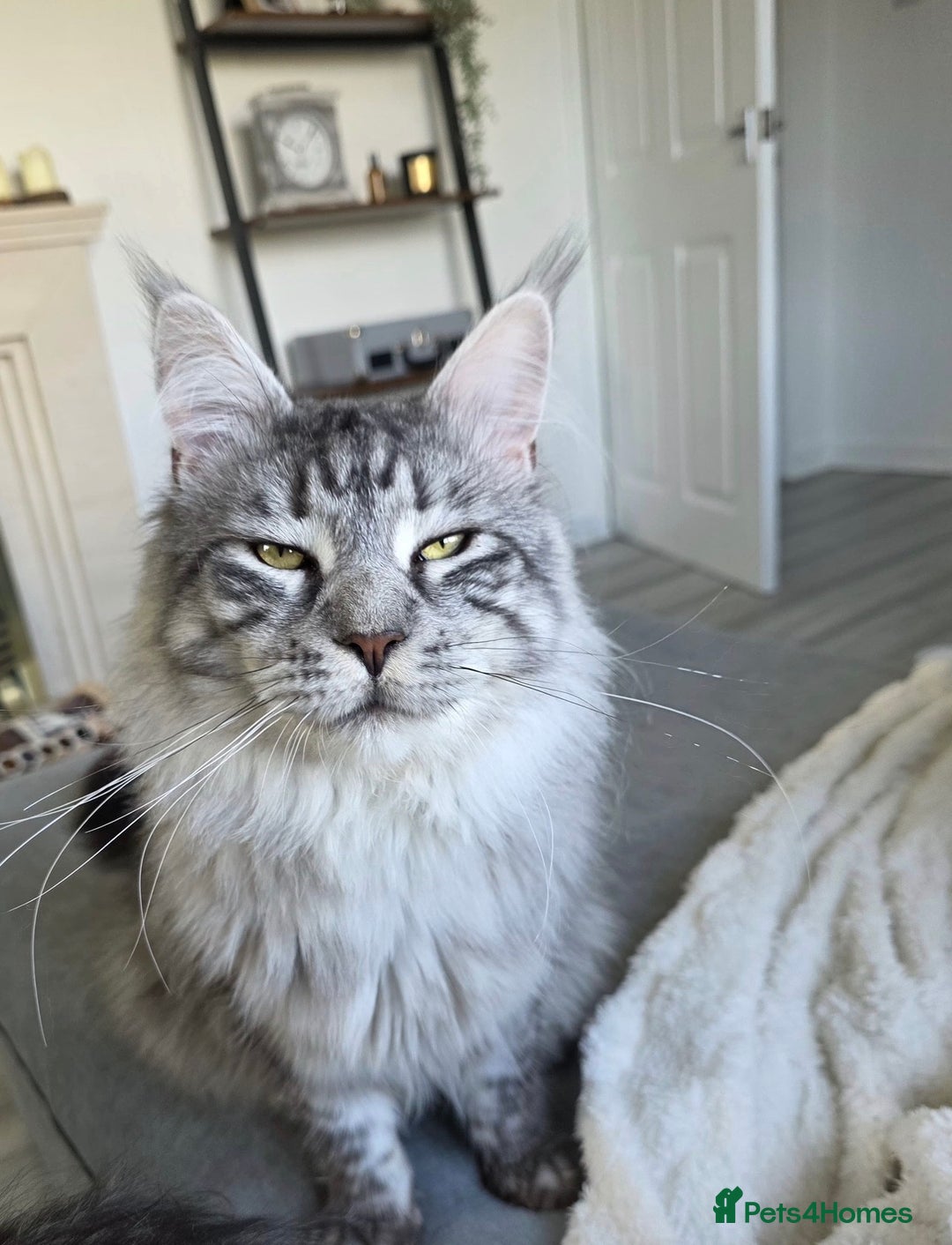 Maine Coon cats for sale: Gorgeous Maine Coon boy  - Advert 7