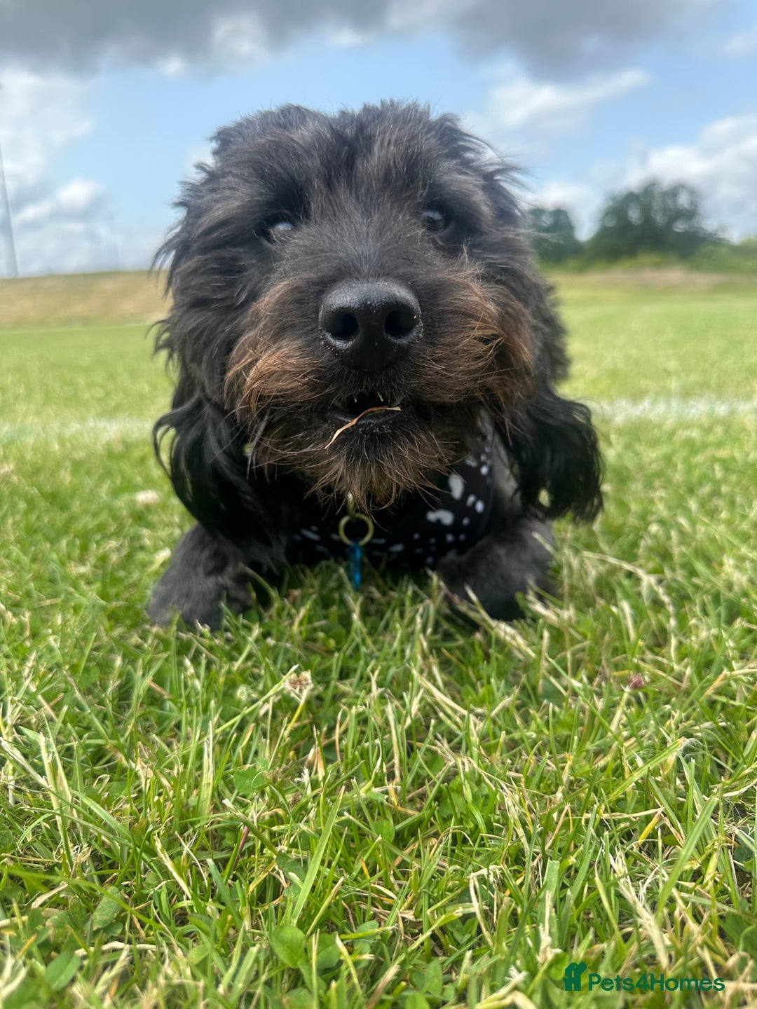 Cockapoo dogs for sale: Cockapoo Puppies Looking For Their Forever Homes💕 - Advert 11