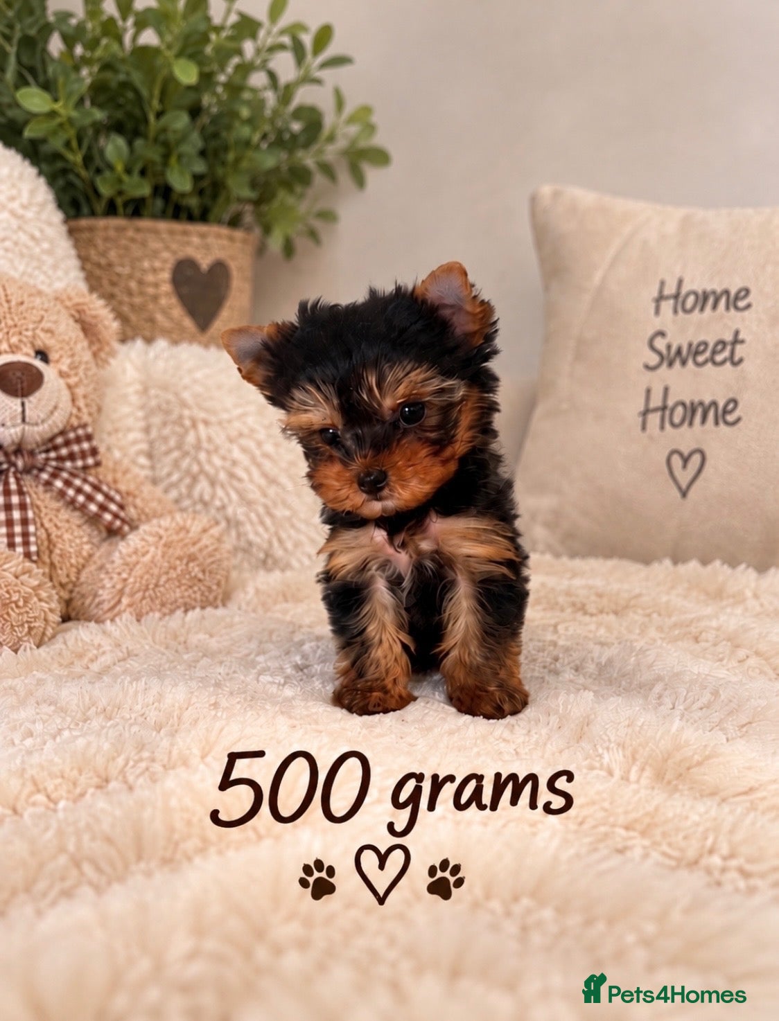 Yorkshire Terrier dogs 🌸 Very Tiny Yorkshire Terrier Girl – Ready Now 🌸 - Advert 8