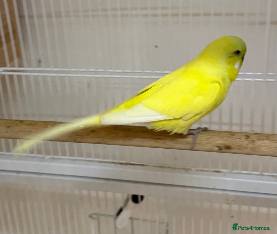Budgerigars birds for sale: Bonded pair of beautiful yellow budgies  - Advert 7