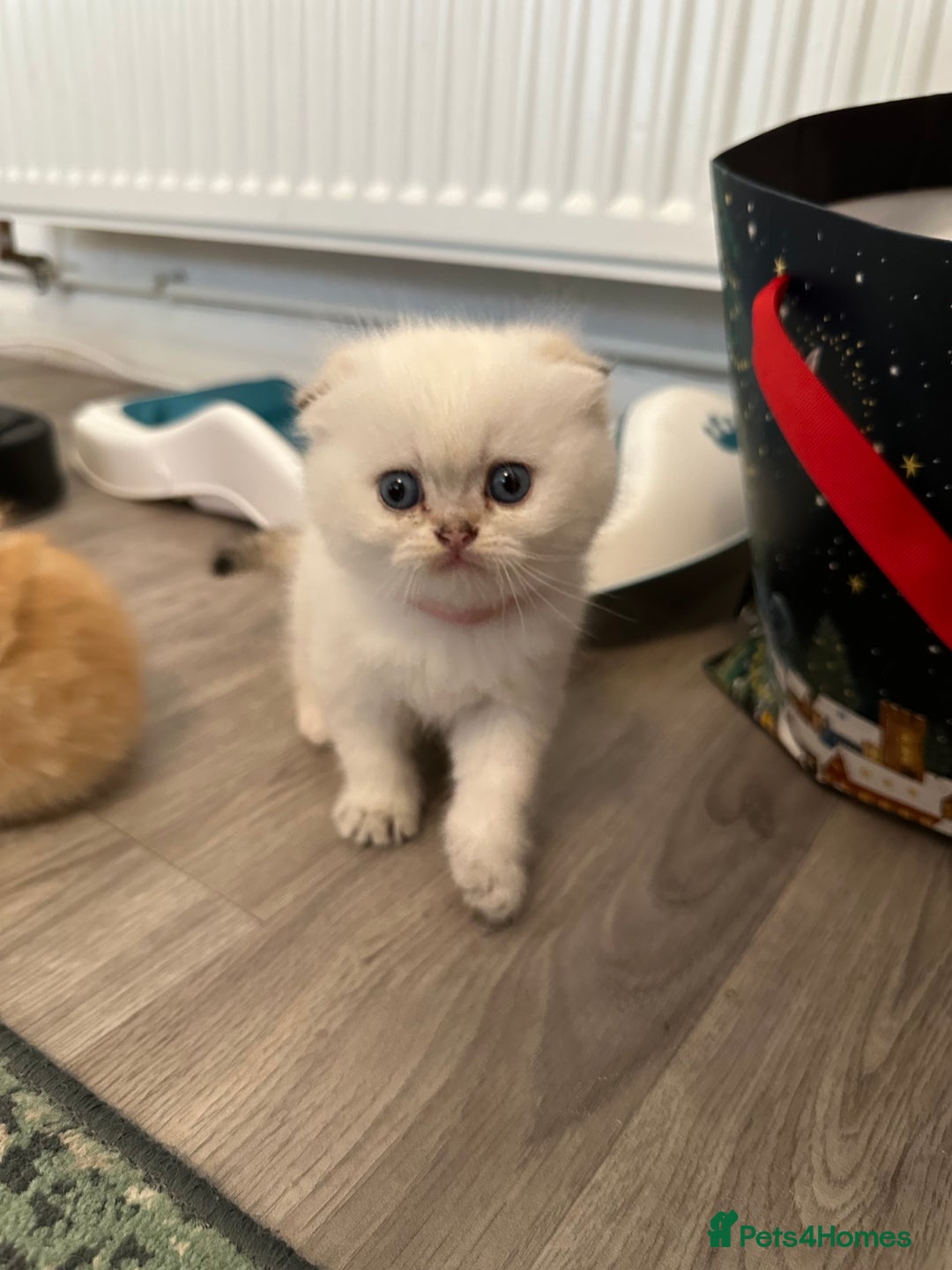Scottish Fold cats for sale: Scottish fold Kitten Healthy &Loving - Advert 23