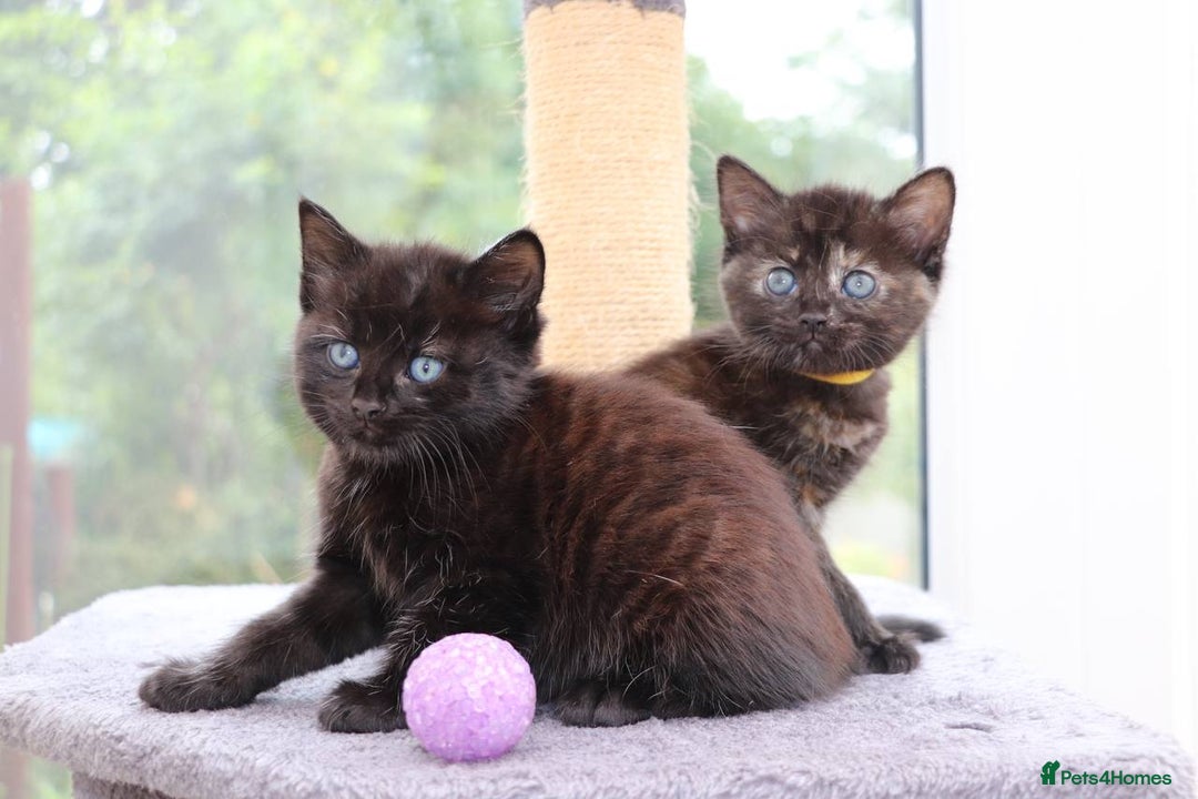 Mixed Breed cats for sale: Adorable Kittens Ready SOON - Image 13