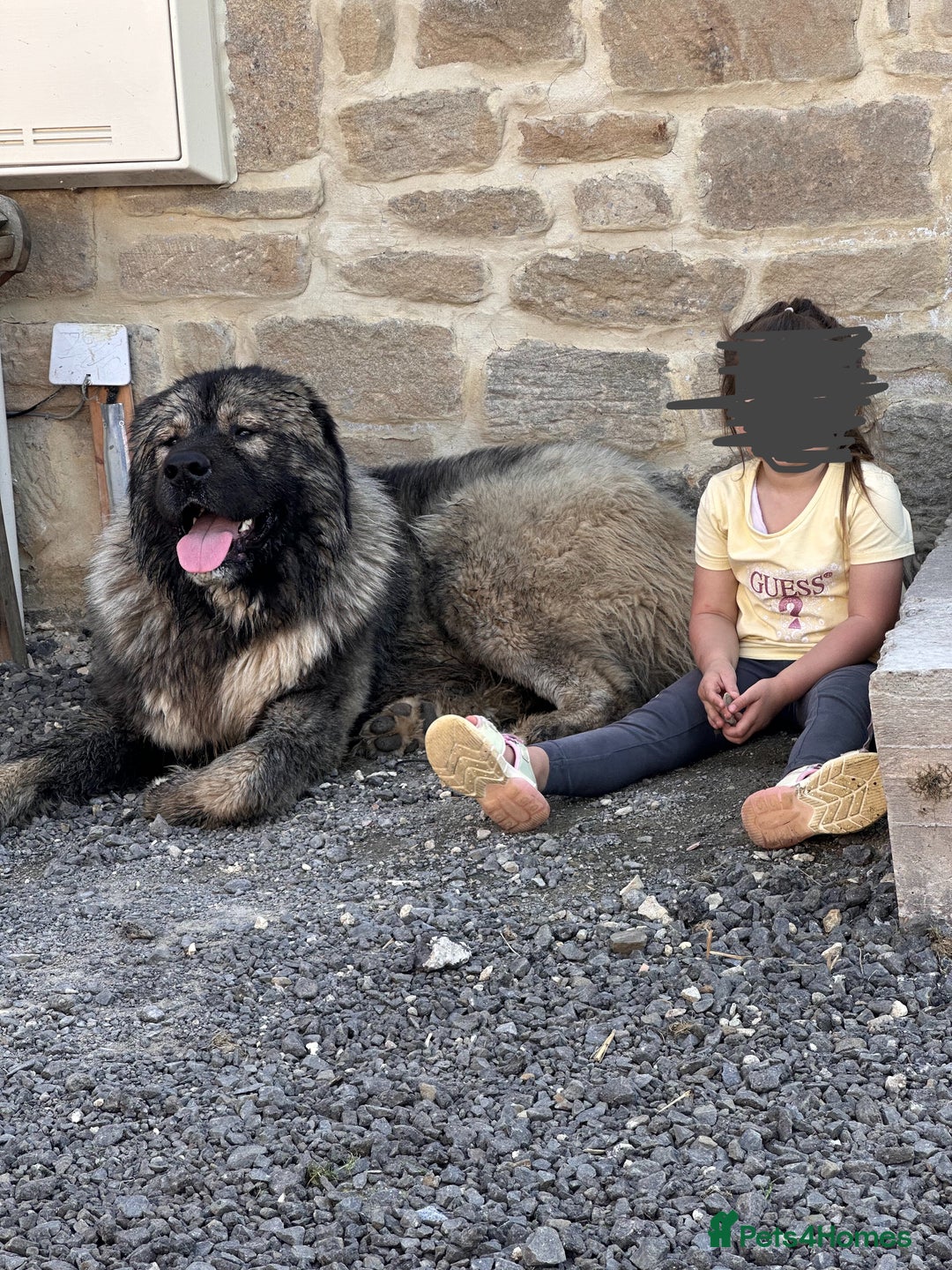 Caucasian Shepherd Dog dogs for sale: Caucasion Shepherd Puppies - Advert 11