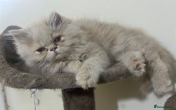 Persian cats for sale: Pedigree Persian female kittens for sale - Image 13