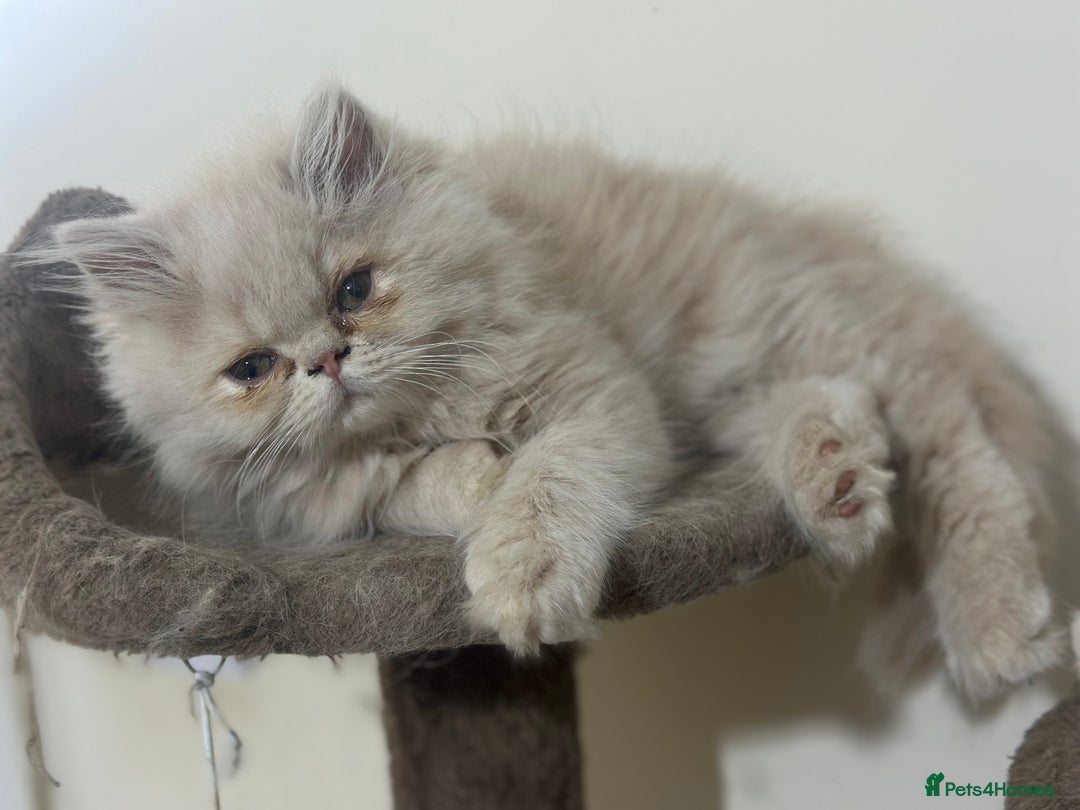 Persian cats for sale: Pedigree Persian female kittens for sale - Image 13