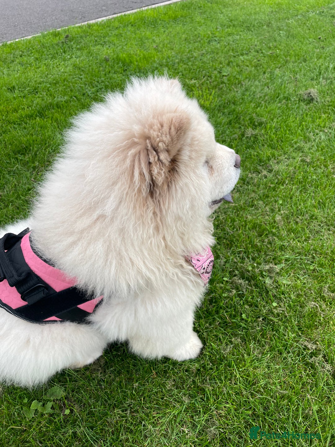 Chow Chow dogs for sale: Beautiful blue eyed cream chow gentle friendly  - Image 2