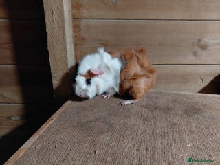 Guinea Pig rodents Abyssinian Sows (other guinea-pigs also available) - Advert 1