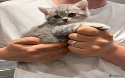 British Shorthair cats for sale: Chunky Pedigree British short hair kittens *ready* - Image 8