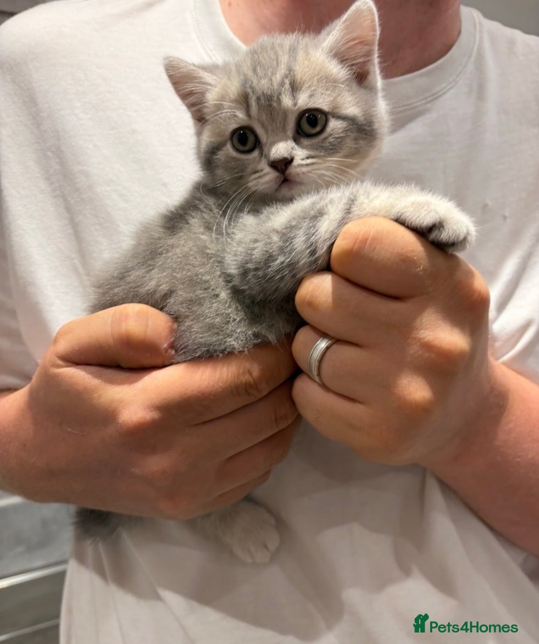 British Shorthair cats for sale: Chunky Pedigree British short hair kittens *ready* - Image 8