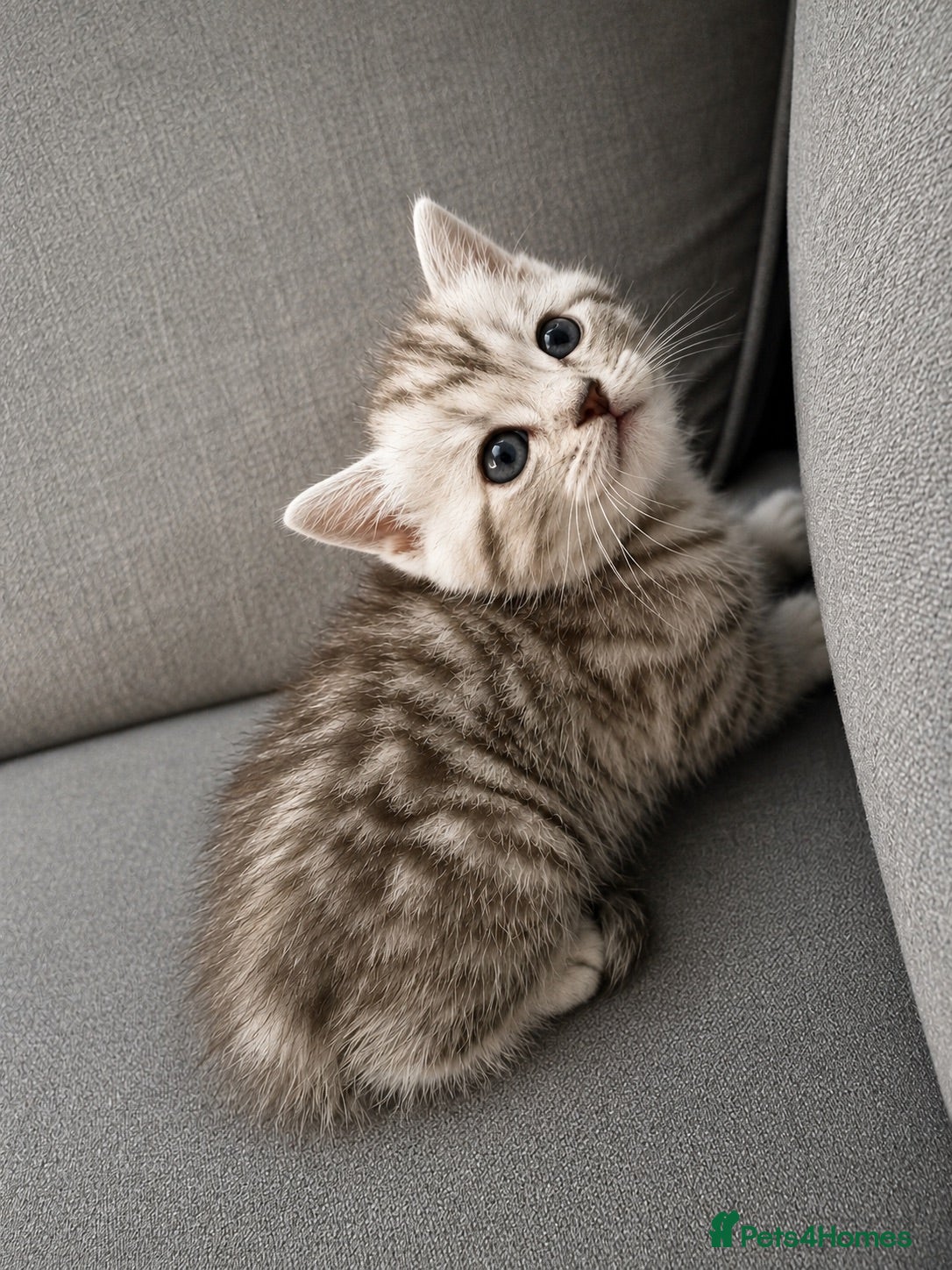 British Shorthair cats 🐾Beautiful British Shorthair Kittens🐾 - Advert 2