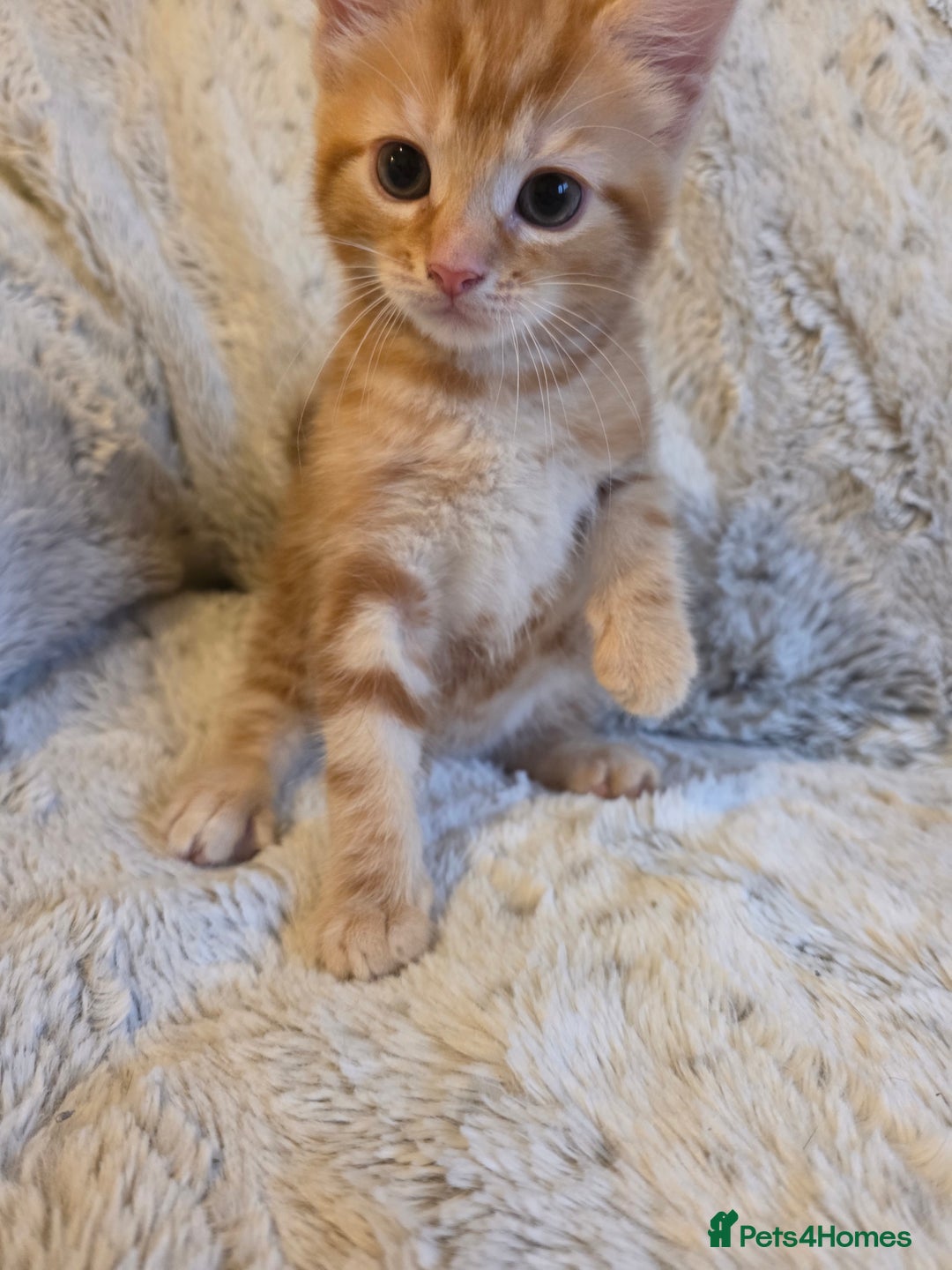 Mixed Breed cats for sale: 2 Male Stripy Kitten's - Advert 5