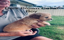 Golden Retriever dogs for sale: Golden Retriever Pups - Image 8